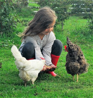 Feeding chickens